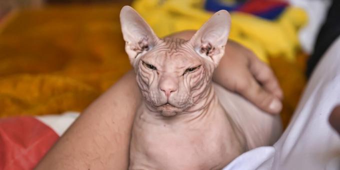 Don Sphynx