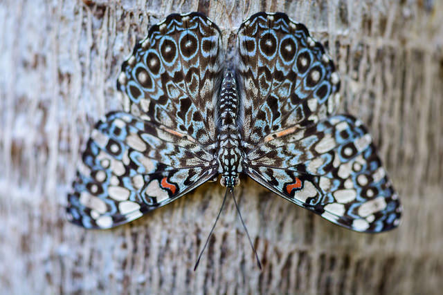 Cara yang indah untuk memotret kupu-kupu
