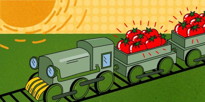 Setiap hari dari Agustus-November "Pertanian Astrakhan" mendaur ulang 5.000 ton tomat