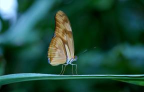 Cara yang indah untuk memotret kupu-kupu: 8 Tips