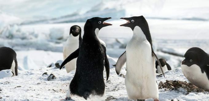 Film Penguin: "The Penguins"