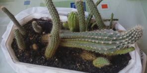 Cara merawat kaktus: panduan komprehensif