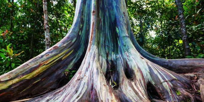 Tempat luar biasa indah: pohon Rainbow Eucalyptus di Maui, Hawaii