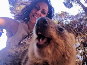 #Quokkaselfie: bagaimana membuat sebagian besar selfie menyentuh di dunia