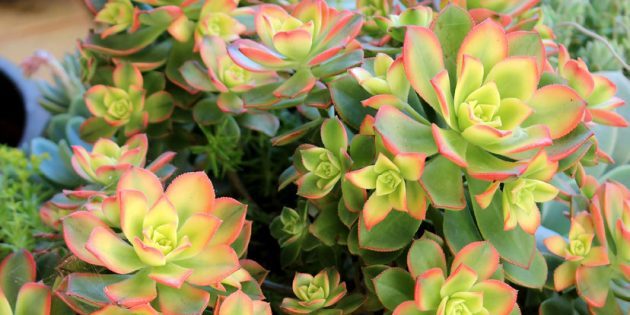 Succulents: Kiwi aeonium