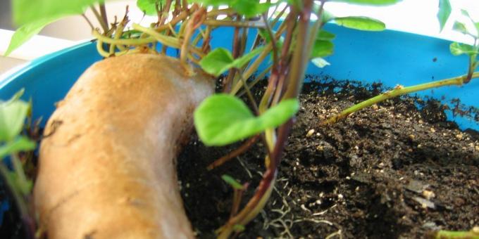 Bagaimana untuk tumbuh ubi jalar di rumah