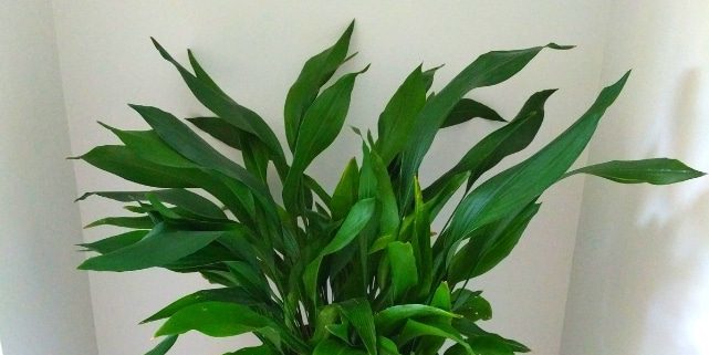 tanaman hias Shade: aspidistra