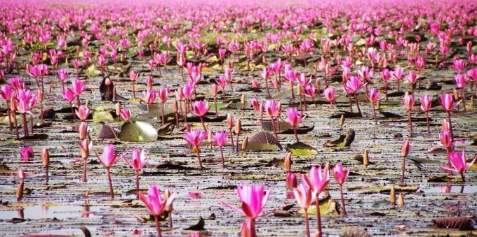 wilayah Asia sengaja menarik wisatawan: Danau Nong Han Kumphavapi, Thailand