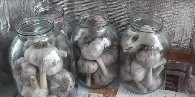 Bagaimana menjaga bawang putih di pot