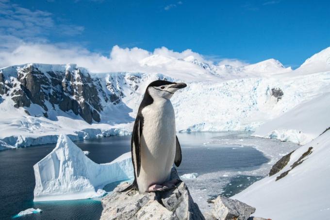 Antartika: foto penguin