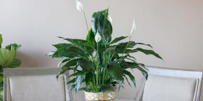 Cara merawat Spathiphyllum di rumah