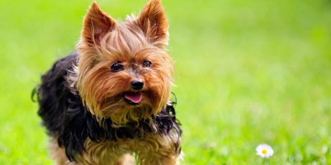 berkembang biak anjing untuk apartemen: Yorkshire terrier