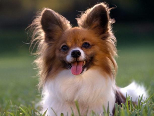 Top 10 keturunan yang paling cerdas anjing: Papillon