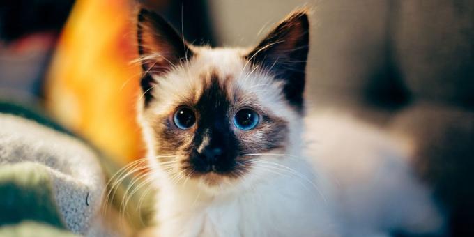 Berapa banyak kucing hidup: Sebagai harapan hidup tergantung pada jenis dan keturunan